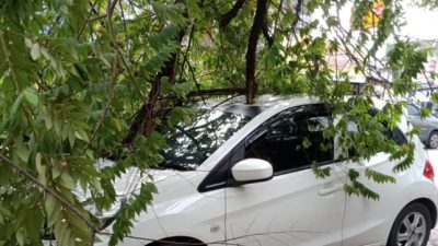 Diamuk Cuaca Ekstrim di Magetan, Mobil Parkir Tertimpa Pohon Tumbang