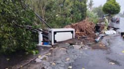 Terjangan Hujan Angin Menumbangkan Pohon Peneduh di Ponorogo