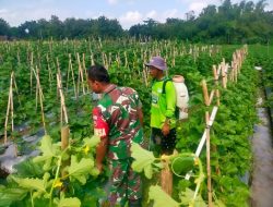 Peduli dengan Petani Holtikultura, Babinsa Memotivasi Petani Melon