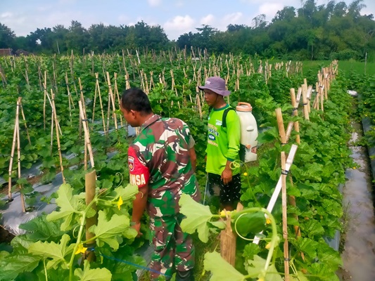 Peduli dengan Petani Holtikultura, Babinsa Memotivasi Petani Melon