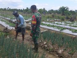 Babinsa Kampung Kaugapu Dampingi Petani Rawat Tanaman