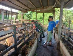 Melalui Komsos, Babinsa Koramil Koramil 1710-02/Timika Motivasi Peternak Sapi Di Wilayah Binaan