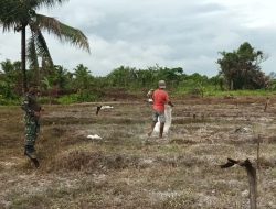 Babinsa Koramil 1710-03/Kuala Kencana Laksanakan Pendampingan Pertanian Di Wilayah Binaan